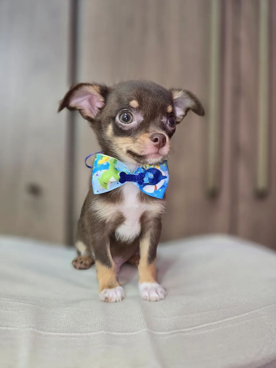 Chihuahua  machinho pelo curto  Chocotan - Foto 5