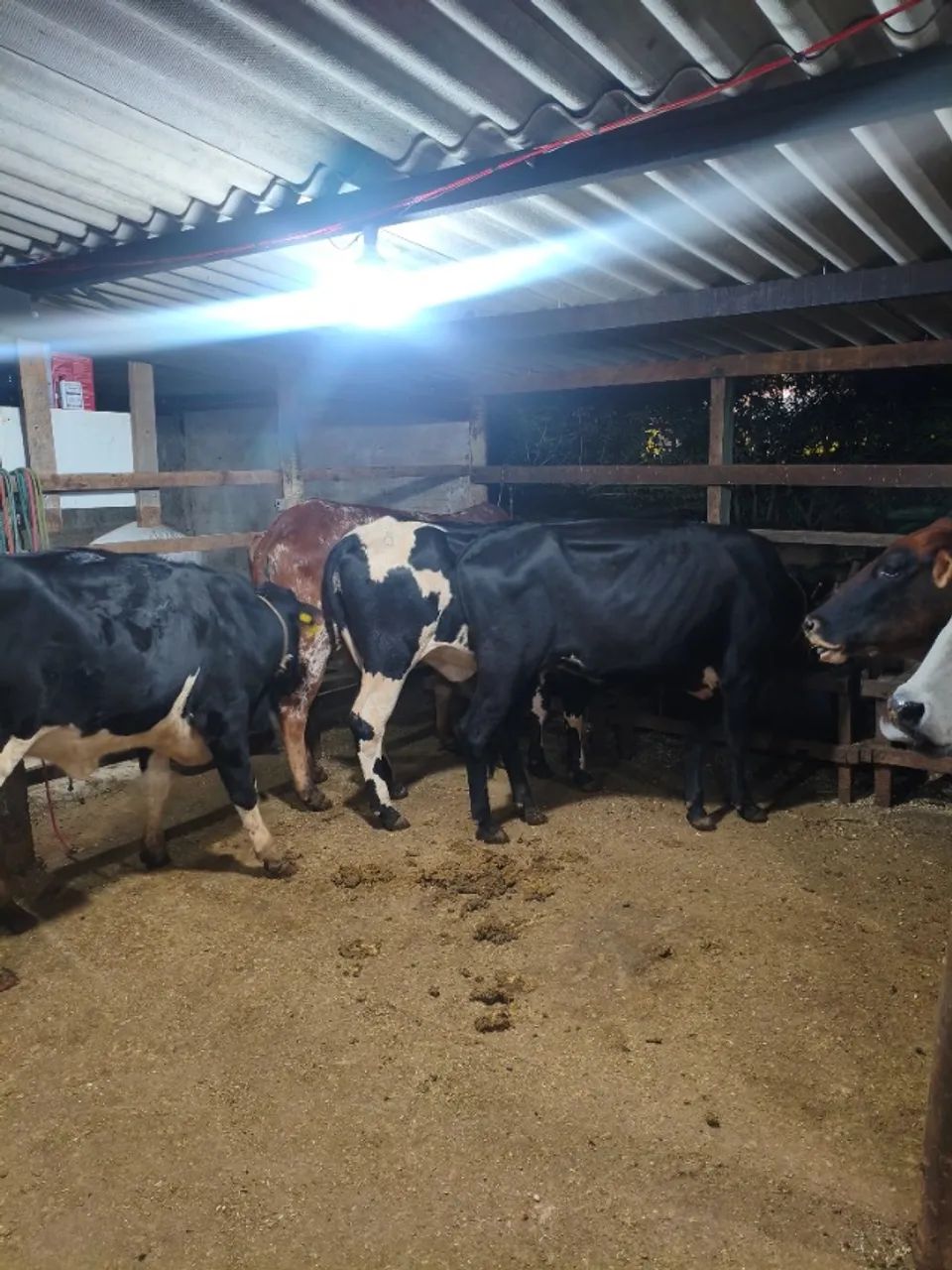 Vacas 