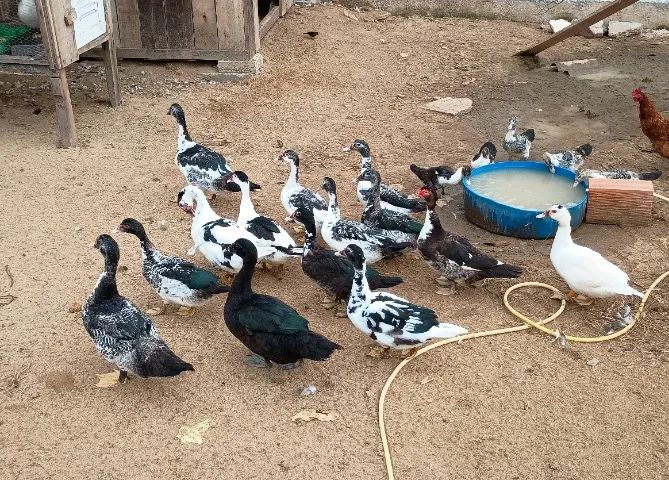 Patos e patas 