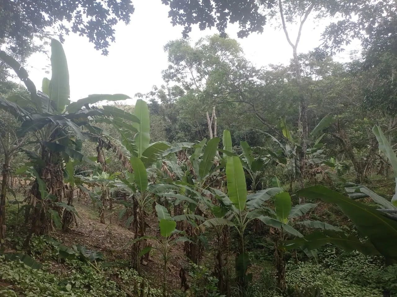 Vendo sítio em Jaceruba - Foto 4