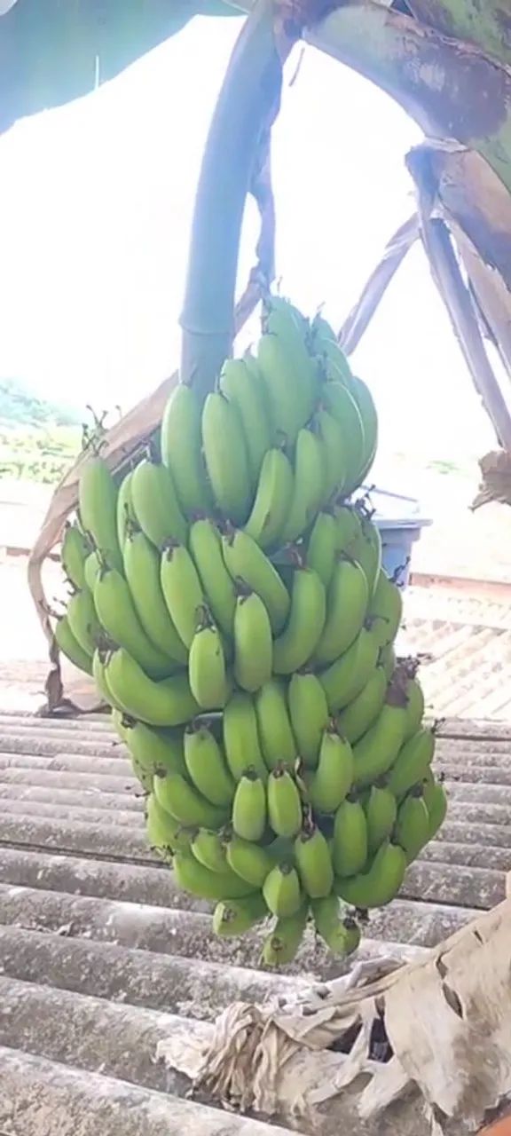 Babanas nanica fresca orgânica 2,50 kg - Foto 2