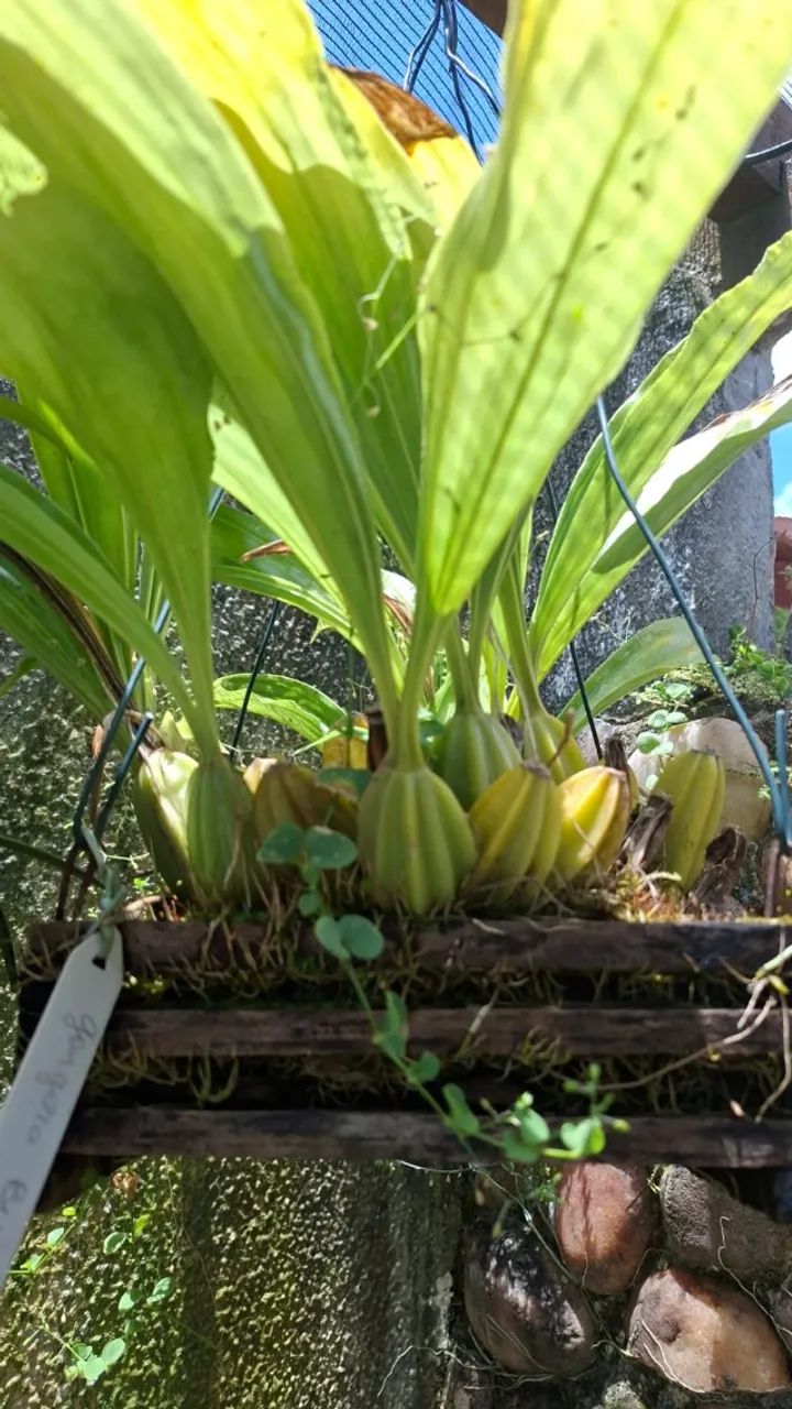 orquídeas de coleção - Foto 5