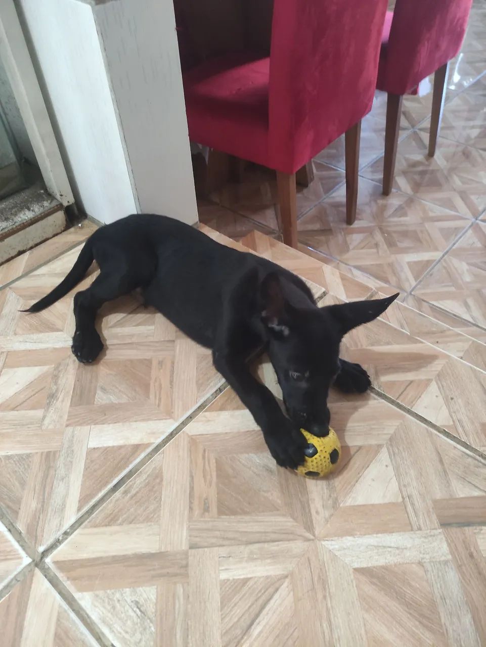 Pastor belga fêmeas CBKC  - Foto 6