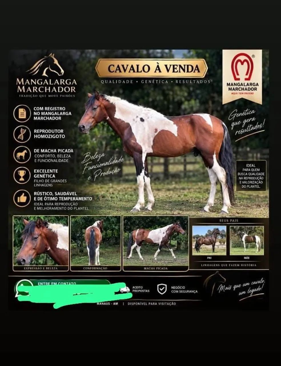 Cavalo rústico saudável produtor 