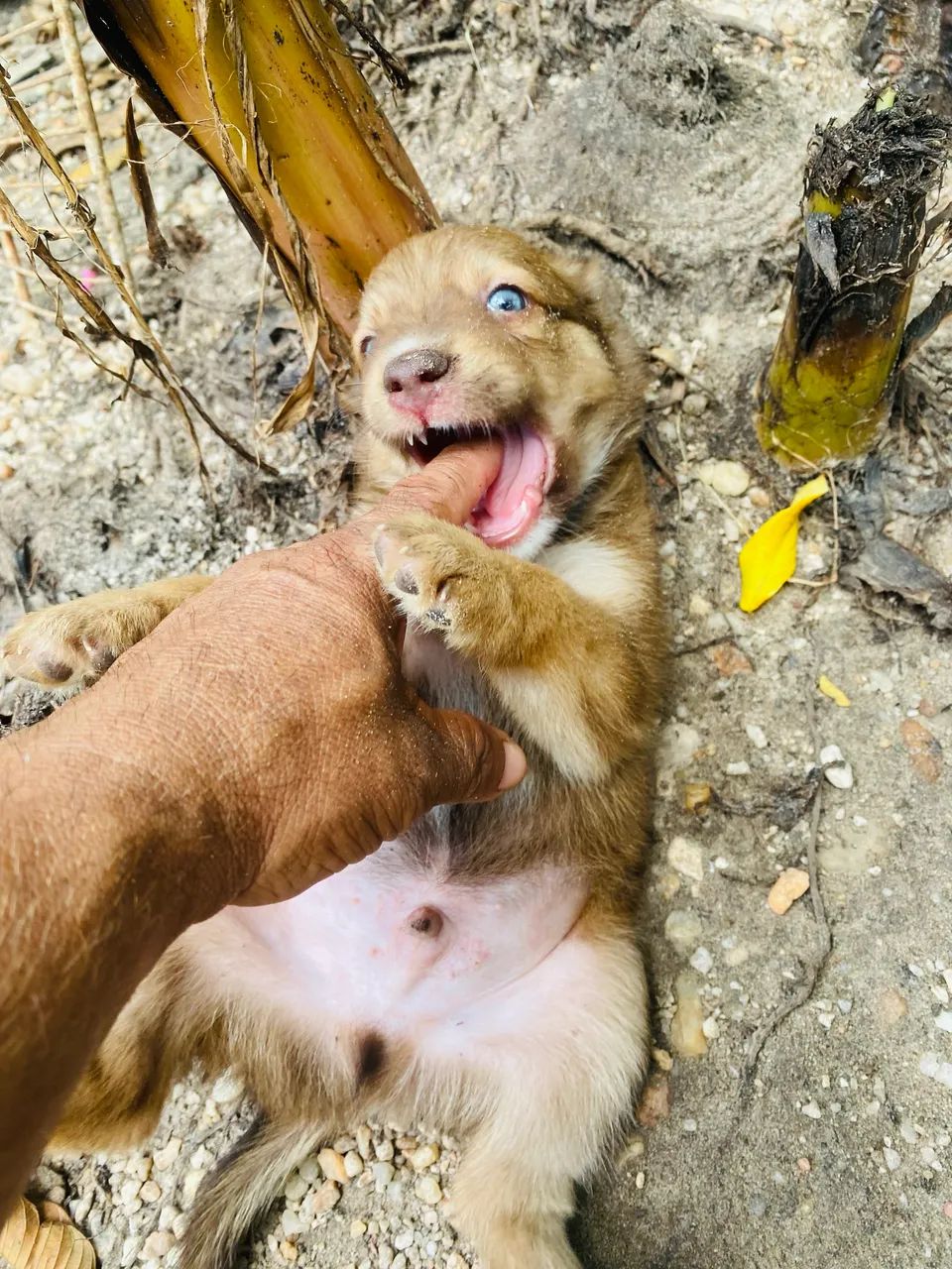 Golden com ransk siberiano 