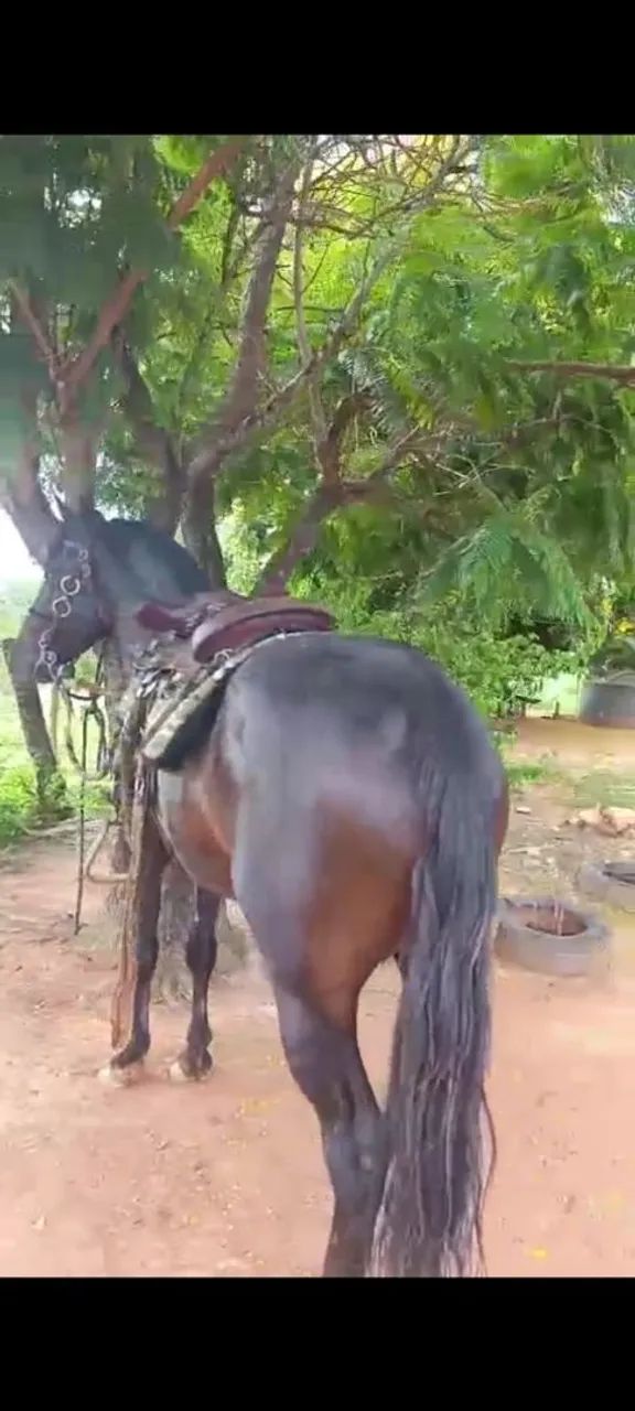 Garanhão manga larga macha picada  - Foto 2