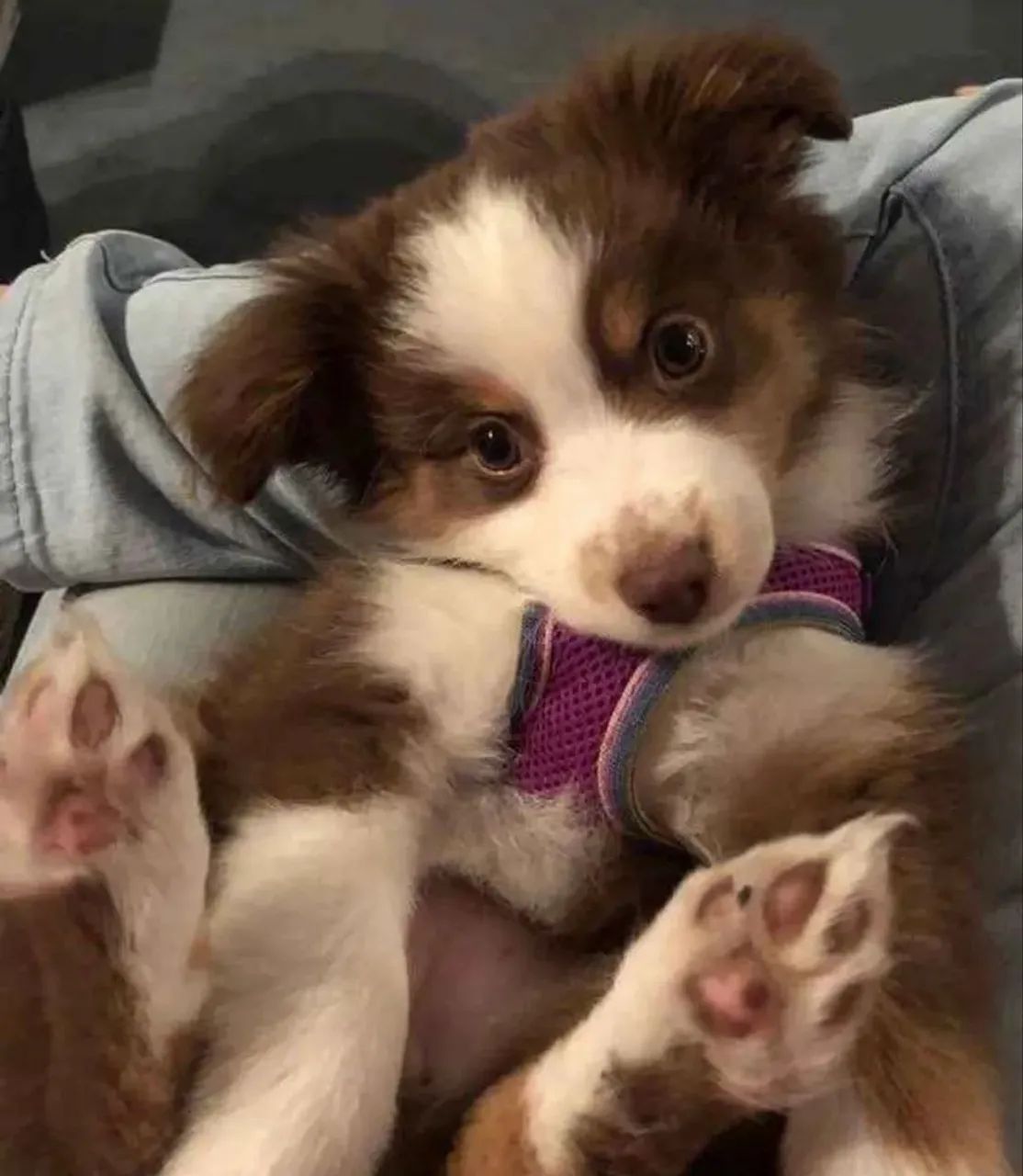 Border collie !! Filhotes carinhosos e inteligentes 