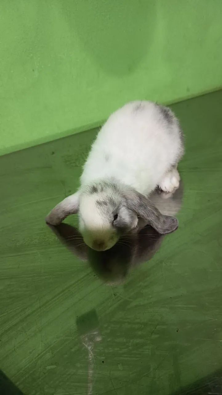 Mini coelhos mini lop - Foto 3