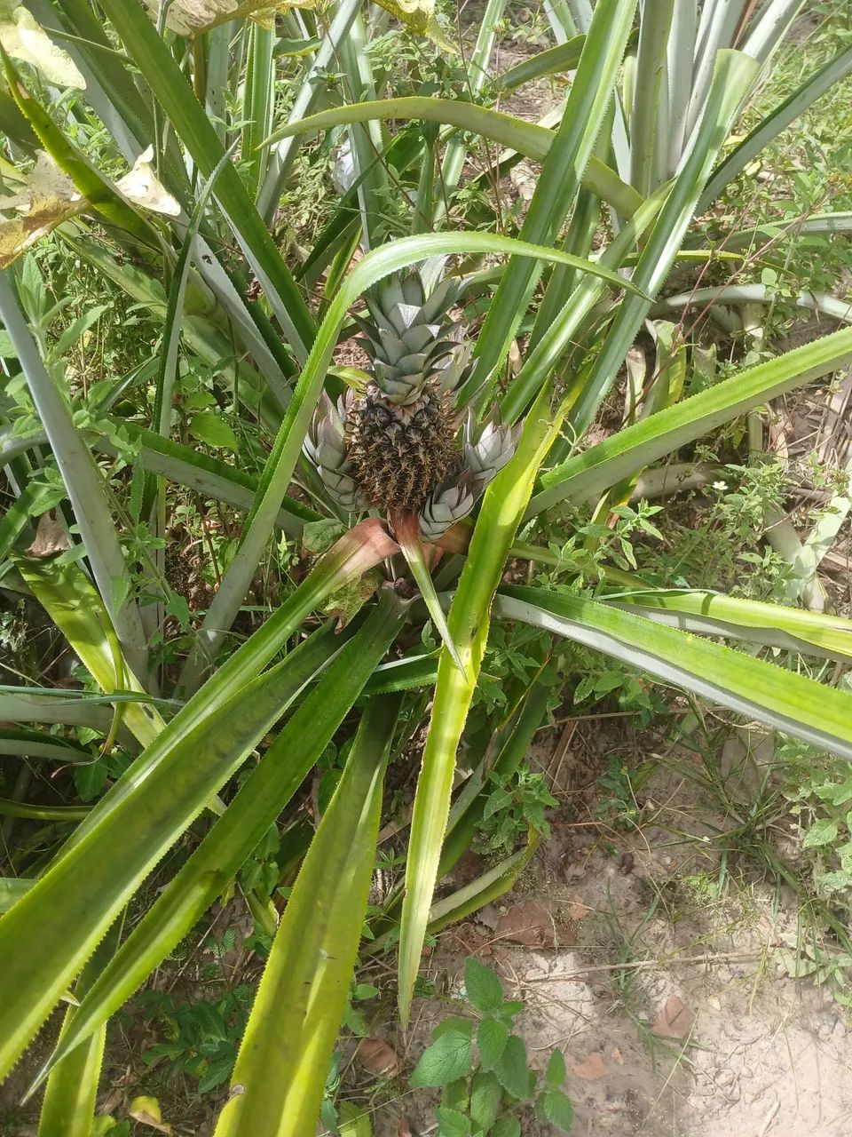 Sítio com 2 casinha pra o seu conforto  - Foto 3