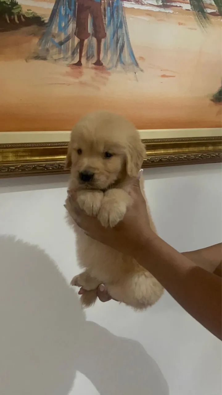 Golden -Opções no momento