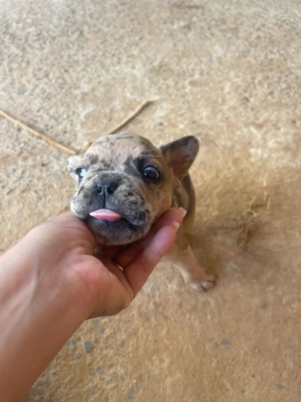 Filhotes e buldogue  - Foto 3