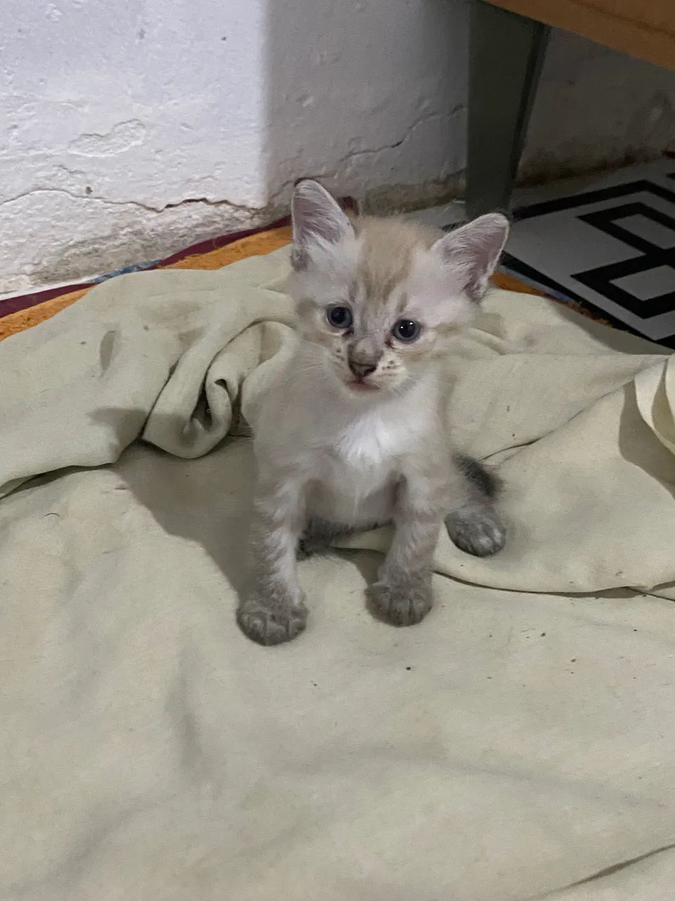 DOAÇÃO DE GATINHOS - Foto 3