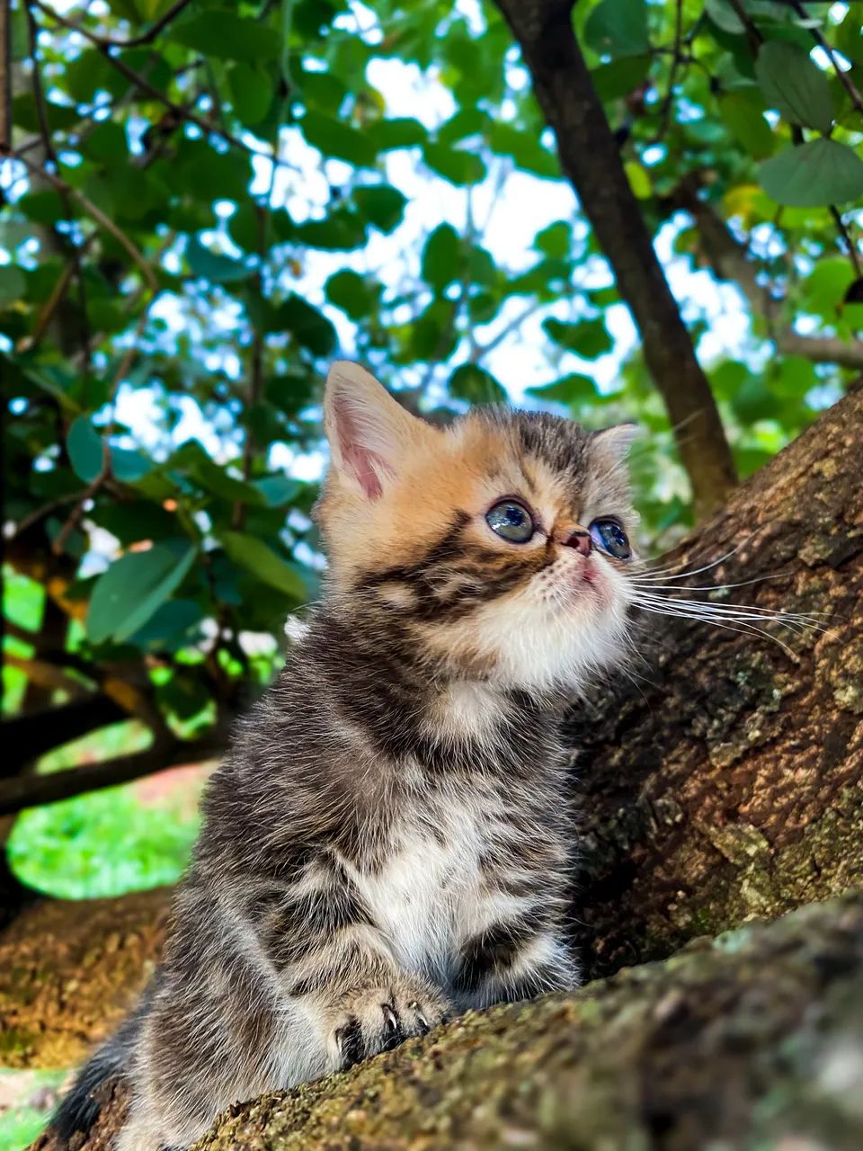 Gato Persa e Exótico  - Foto 5