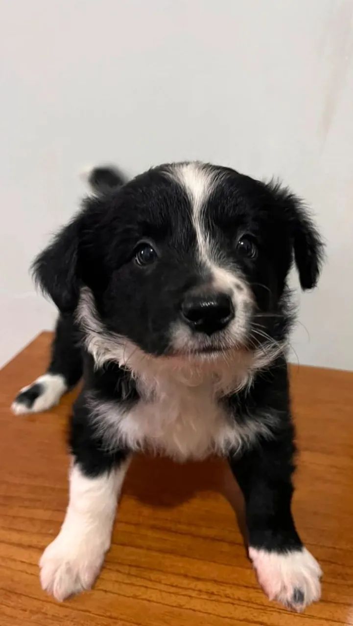 Cachorro Border collie 