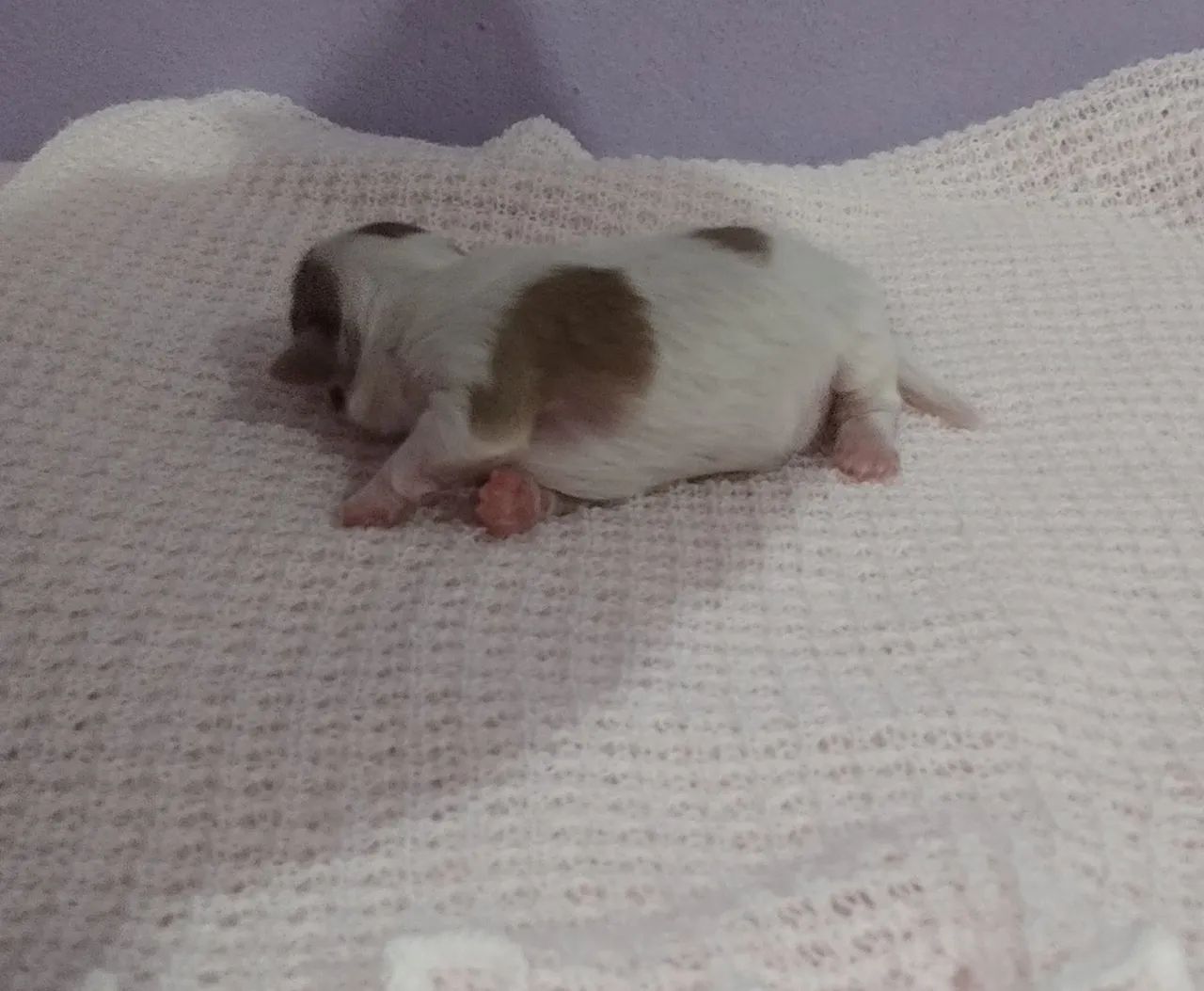Cachorro  - Foto 4