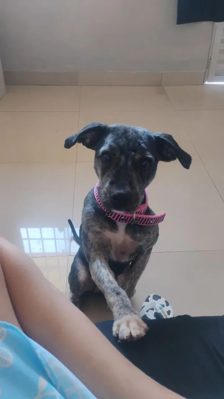 Doaçao de cachorro 