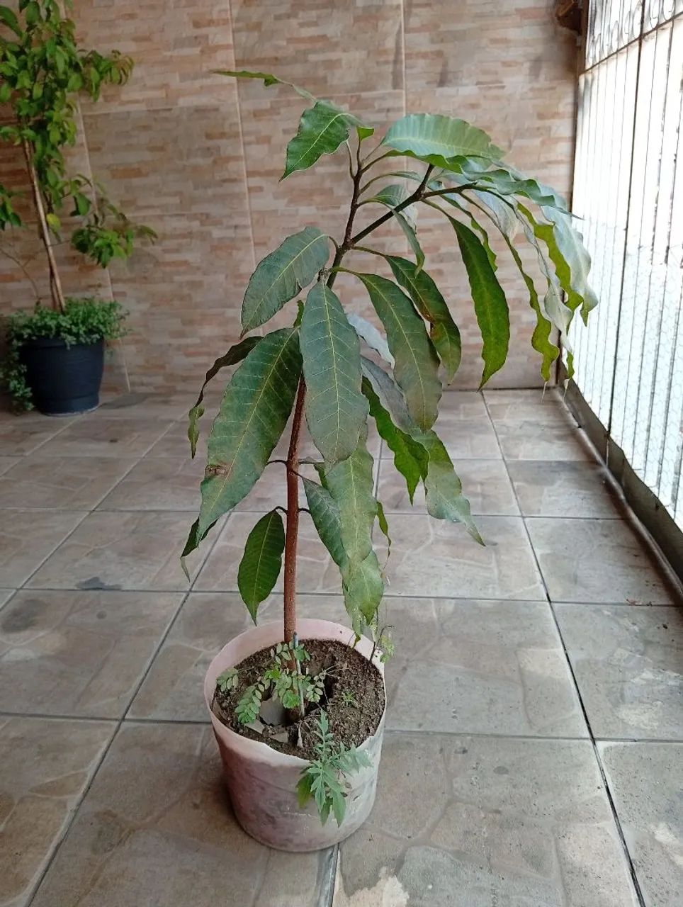 Vendo mudas frutíferas  - Foto 3