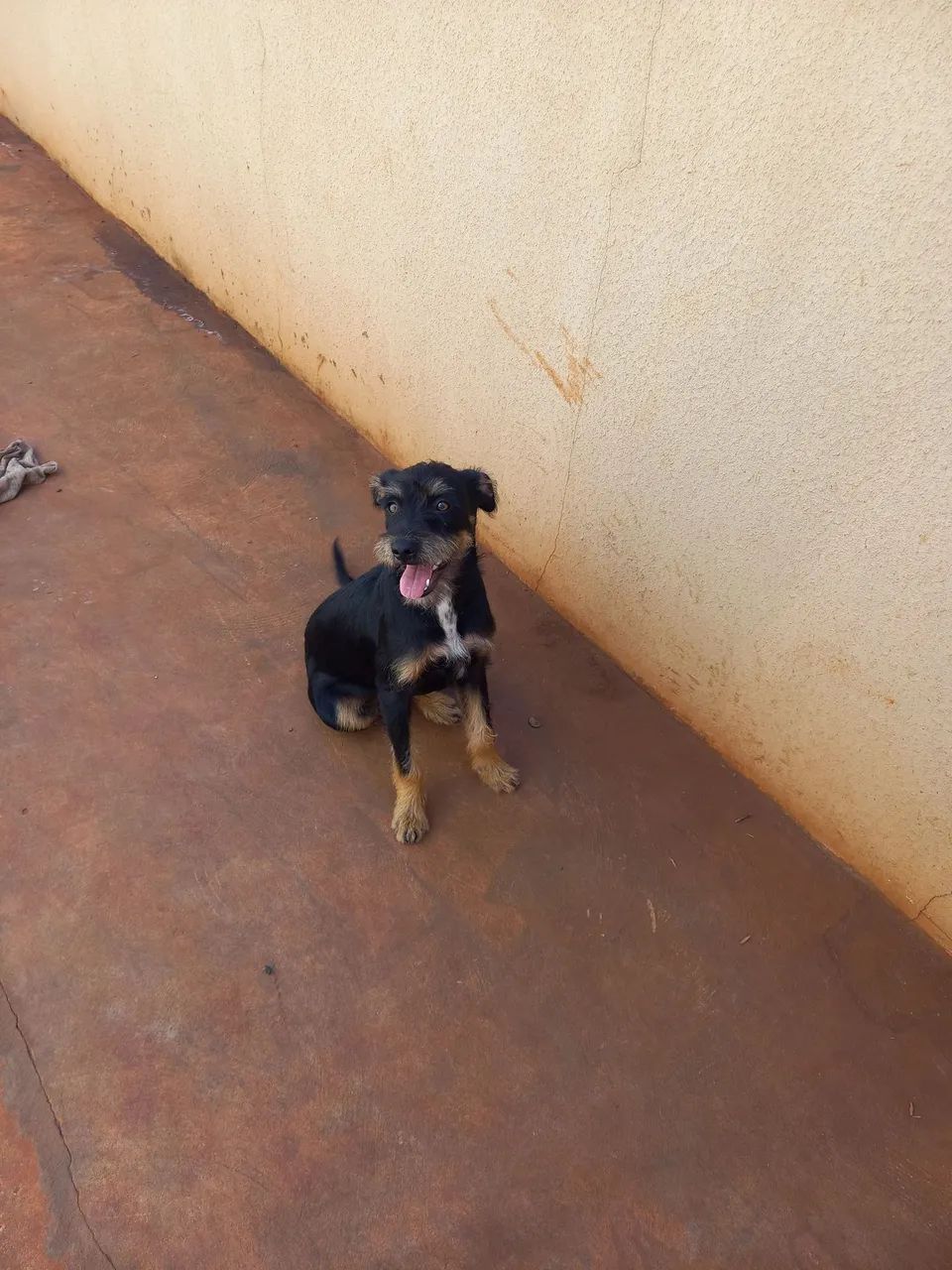 Doação de cachorro - Foto 3