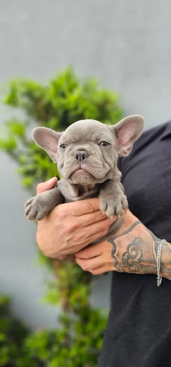 Buldogue Francês exótico