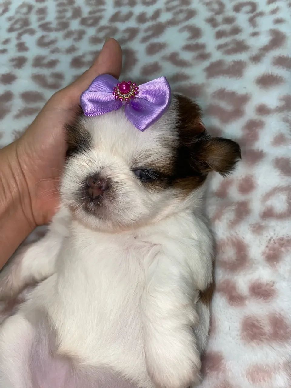 Shih tzu - Foto 3