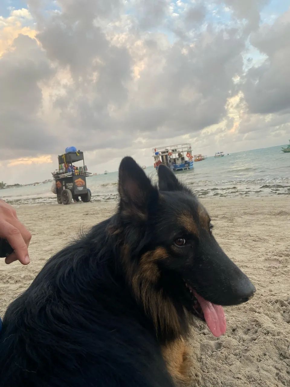 Cachorro Pastor alemão macho ( PARA CRUZAR) 