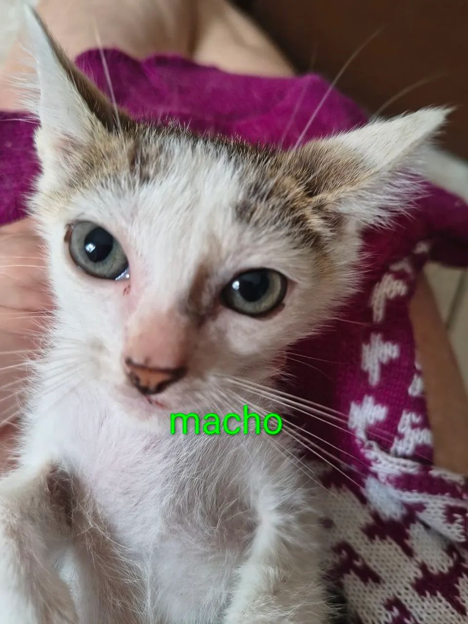 Gatinhos filhotes para adoção  - Foto 4