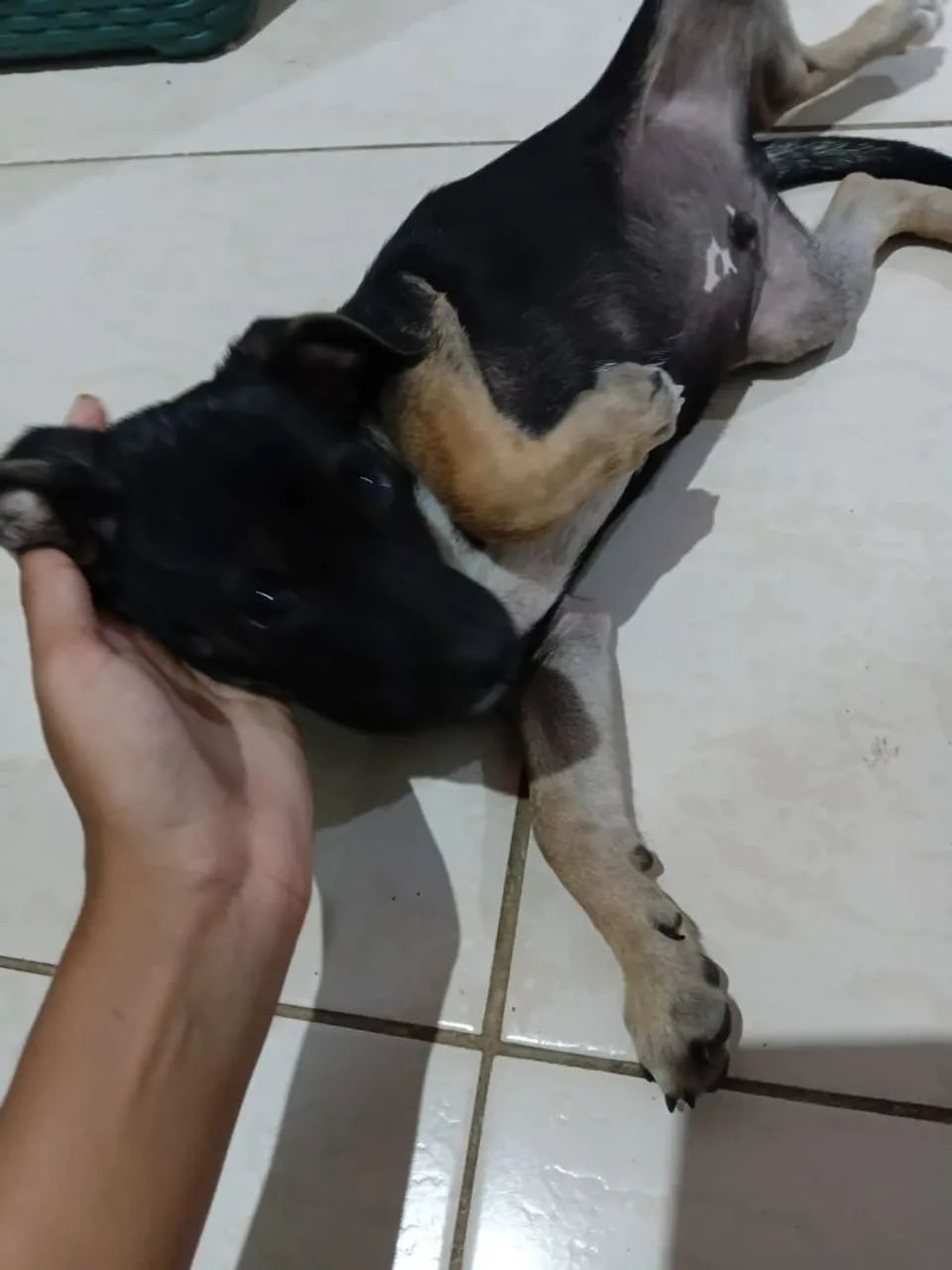 cachorros pra adoção  - Foto 2
