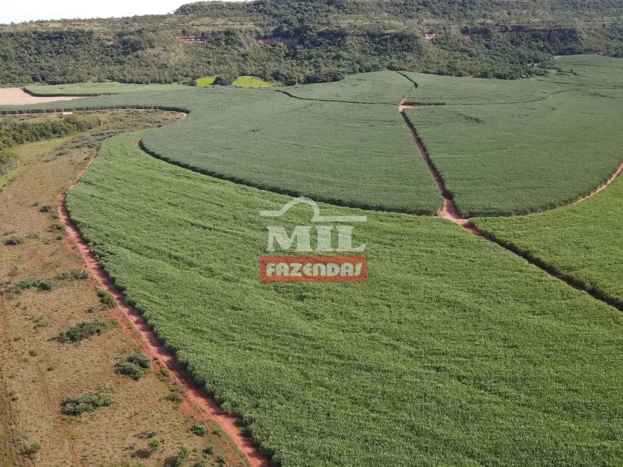 Fazenda 90 Alqueires (440 Hectares ) Prata - MG - Foto 3