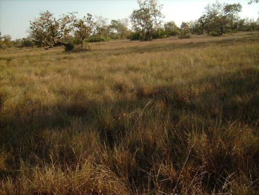 Fazenda com 10.250 hectares terra boa para plantio e pasto aceita 60% em permuta - Foto 2