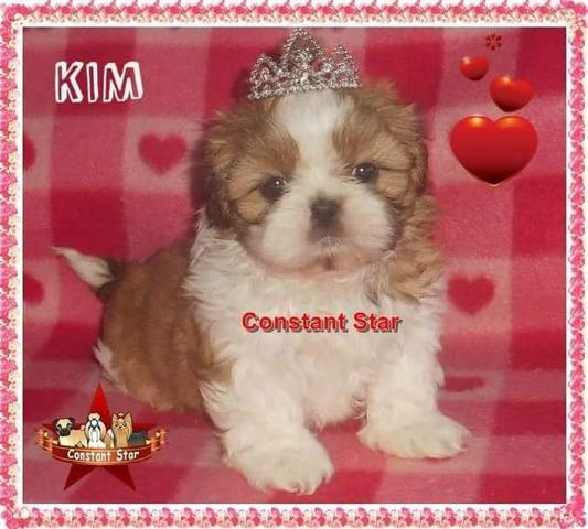 Shih Tzu de porte bem pequeno e Pedigree CBKC - Foto 6