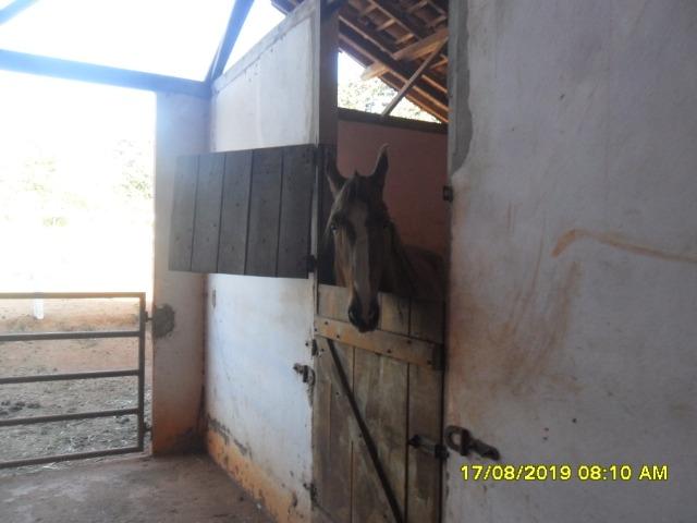 174B/ Belo haras de 12 ha pertinho da cidade de Entre Rios de Minas - Foto 8