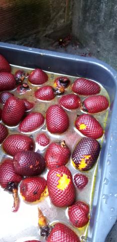 Buriti - Foto 2