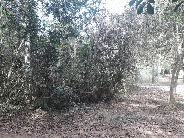 Chácara no Barranco Alto 12.500m² - Foto 4