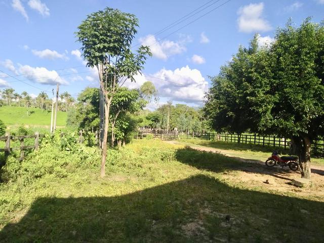 Fazenda com 430 hectares Proximo de Pedreiras - MA - Foto 9