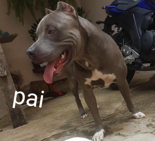 Vendo filhote de pit bull - Foto 4