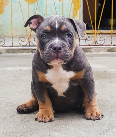 American Bully Tri Blue - Foto 5