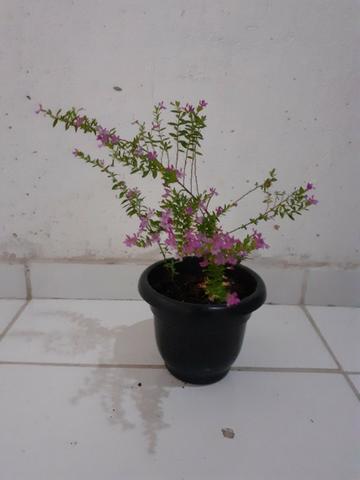 Planta Érika rosa - Foto 2