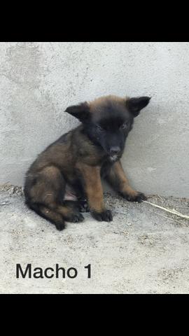 Vende-se cachorro - Foto 4