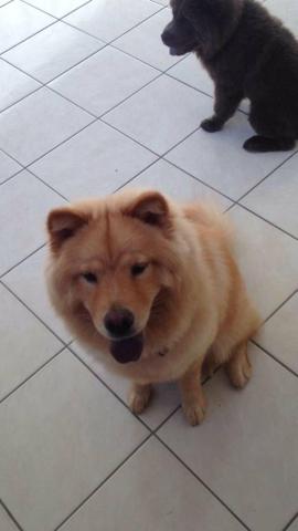 Lindos filhotes de chow chow - Foto 5