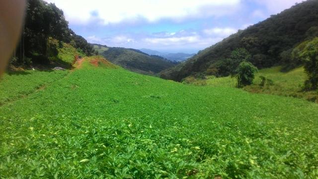 Lindo terreno de 2,8 hectares em Delfim Moreira Sul de Minas Gerais - Foto 9