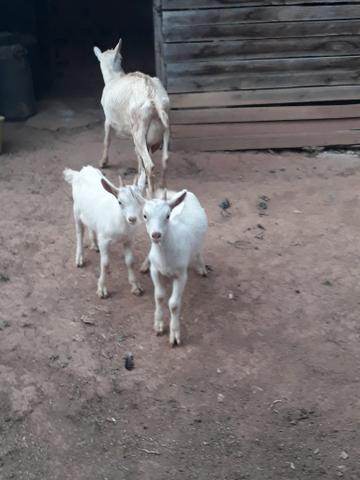 Cabras sanney - Foto 6