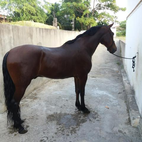 Cavalo Mangalarga Marchador - Foto 2