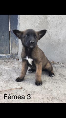 Vende-se cachorro - Foto 3