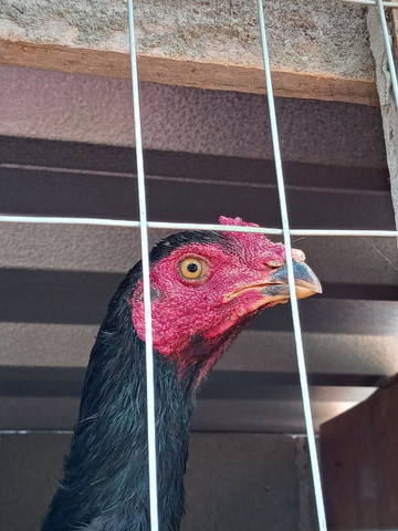 Galo frango índio - Foto 6