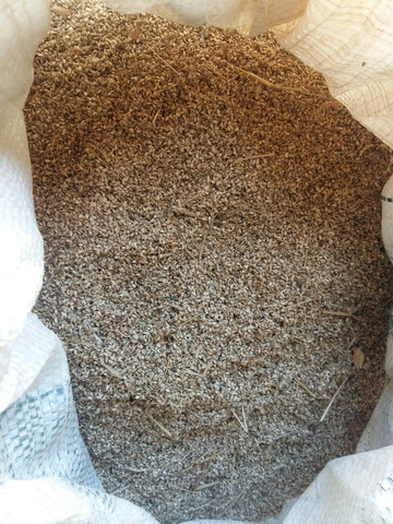 Semente de capim uruchloa