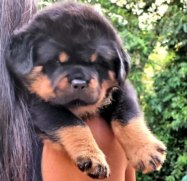 Show de bola rottweiler alemão impossível não se apaixonar 