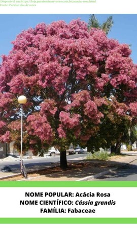 Mudas de Acasia Rosa Cássia grandis Ipê Amarelo Tabebuia chrysotrich e Murta Murraya pani