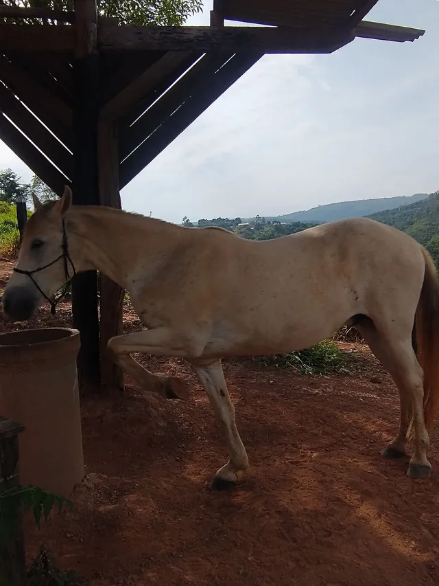 Traia de frente argolada para cavalo em Brasil