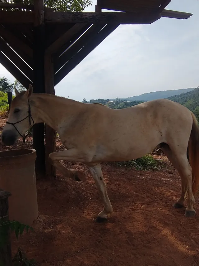 Kit Cavalo Completo + Traia Com Rédea De Lã + Acessórios Top