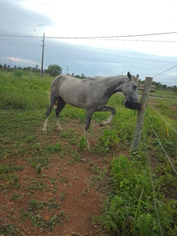 Cavalo manso 
